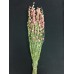 LARKSPUR  25"    PINK- 
